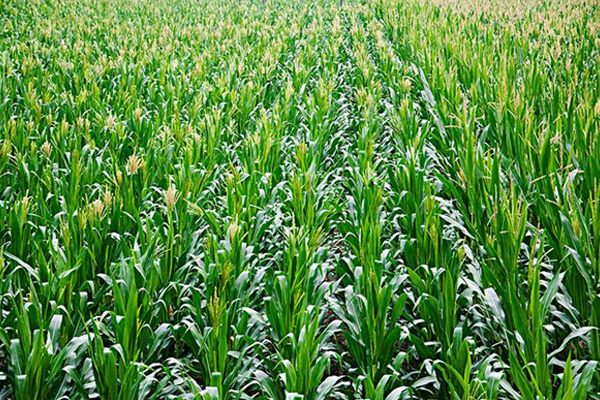 農(nóng)作物玉米的一些小知識